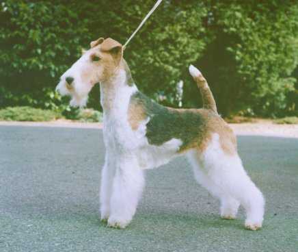 Fox terrier